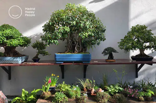 museos madrid - museo del bonsai